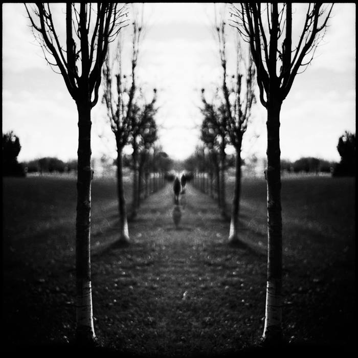 Nanne Springer