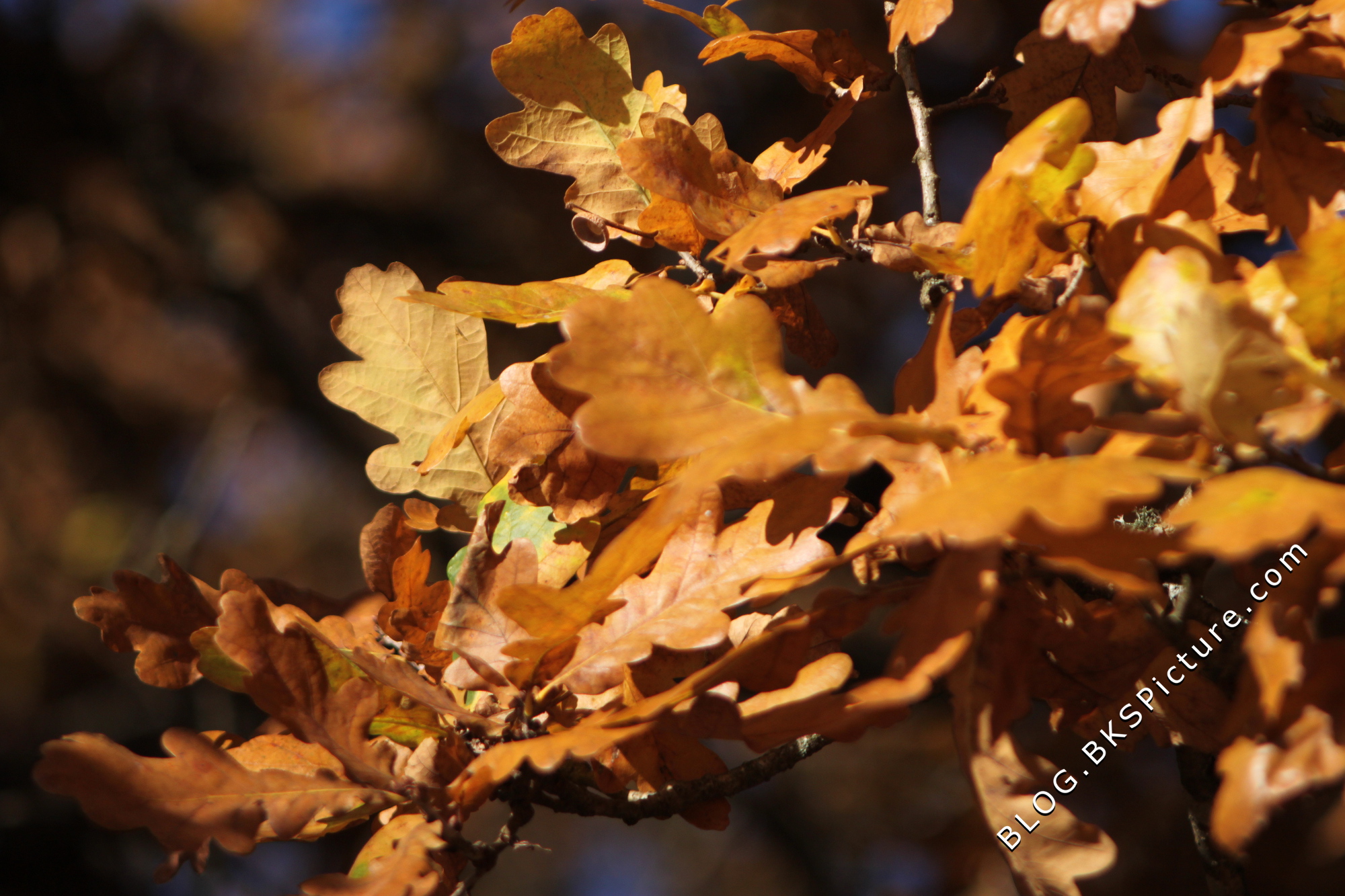 Takumar 135mm f/3.5