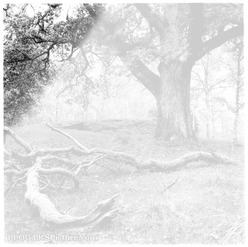 Darkroom - Print examples